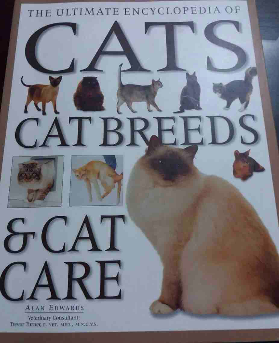 Cats cat breeds & cat care