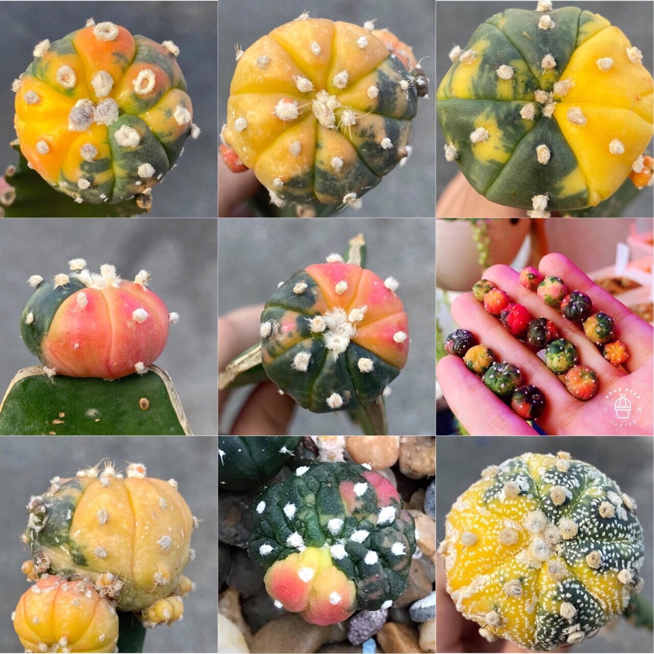แคคตัส Cactus แอสโตรด่าง สีสัน สดใส Colorful กระบองเพชร แอสโตรไฟตัม (Astrophytum Colorful) ด่างแท้น่ารักๆ มีสีสวย ไม้สะสม(คละสีคละแบบ) Size1.1-5.8cm. 1ต้น/PCs