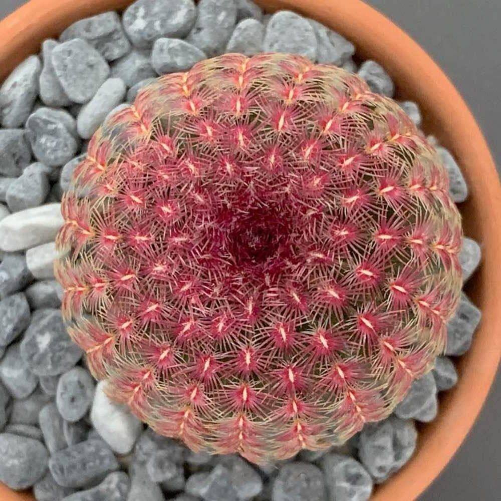 1ต้น/ชุด กระบองเพชร แคคตัส Cactus : Rainbow Cactus Echinocereus ...