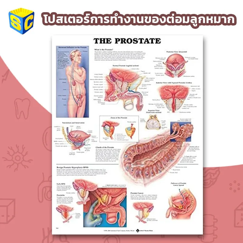 Best saller โปสเตอร์ต่อมลูกหมาก prostate Gland poster อุปกรณ์วิทย์ ph meter กระดาษ ph เคมีภัณฑ์ อาหารเลี้ยงเชื้อจุลินทรีย์ beaker refractro meter PH test paper Mercury thermometer scitific intrument เครื่องแก้ว beaker หุ่นจำลอง centrifuge tube centrifug