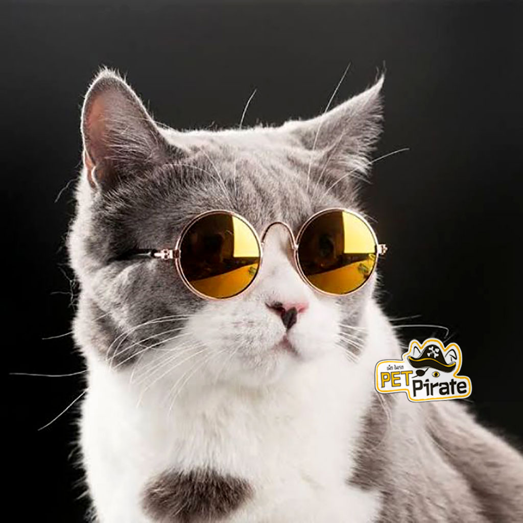 แว่นตาแฟชั่นสัตว์เลี้ยง สีทอง แว่นตาแมว แว่นตาสุนัข เหมาะกับสุนัขแมวขนาดเล็ก