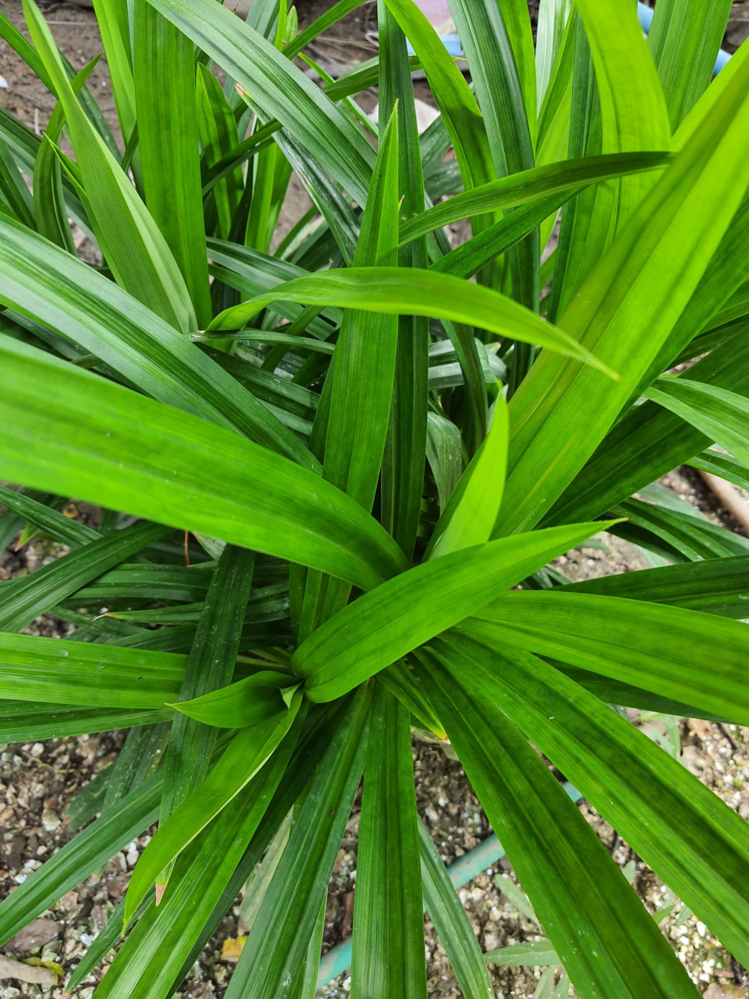 ต้นใบเตยหอม Pandanus Pandan leaves เป็นพุ่ม กลิ่นหอมชื่นใจ ปลูกไว้ต้ม