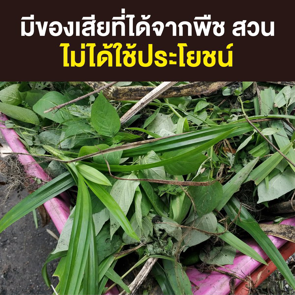 BIONIC - 2 ไบโอนิค 2 พด.2 สารเร่งสำหรับทำ ปุ๋ยอินทรีย์น้ำ ขนาด 100 กรัม ...