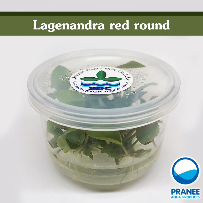 Lagenandra red round (เนื้อเยื่อ) *990*