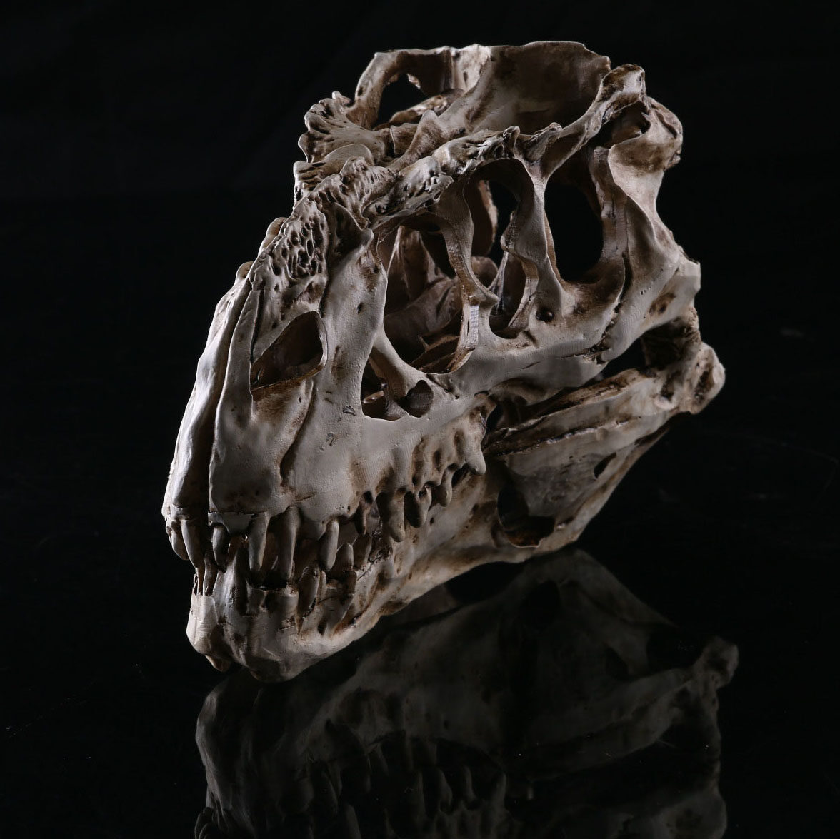 JAPAN โมเดล หัวกะโหลก ไดโนเสาร์ Dinosaur ไทแรนโนซอรัส Tyrannosaurus Rex สุดโหด วัสดุ เรซิ่น Resin กะโหลกผี Skull ตกแต่งบ้าน ปาร์ตี้ฮาโลวีน Halloween โครงกระดูก หัวกะโหลกจำลอง ของขวัญ Gift  Limited edition ของสะสมคอลเลคชั่นพิเศษ Collection