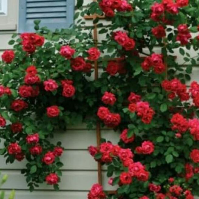 My Image 13