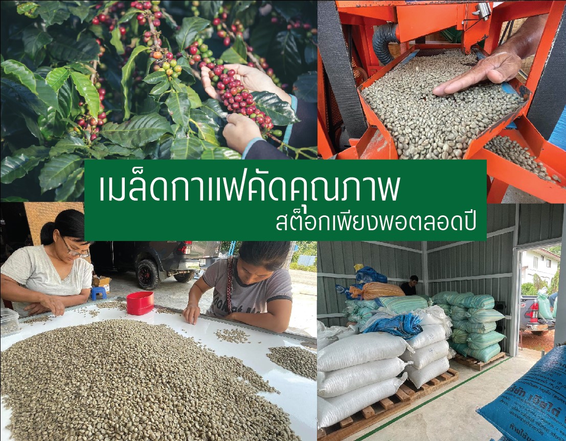 กาแฟคั่ว 500 กรัม (คั่วกลางเข้ม FullCity) ดอยผาฮี้ อาราบิก้า100 Washed ...