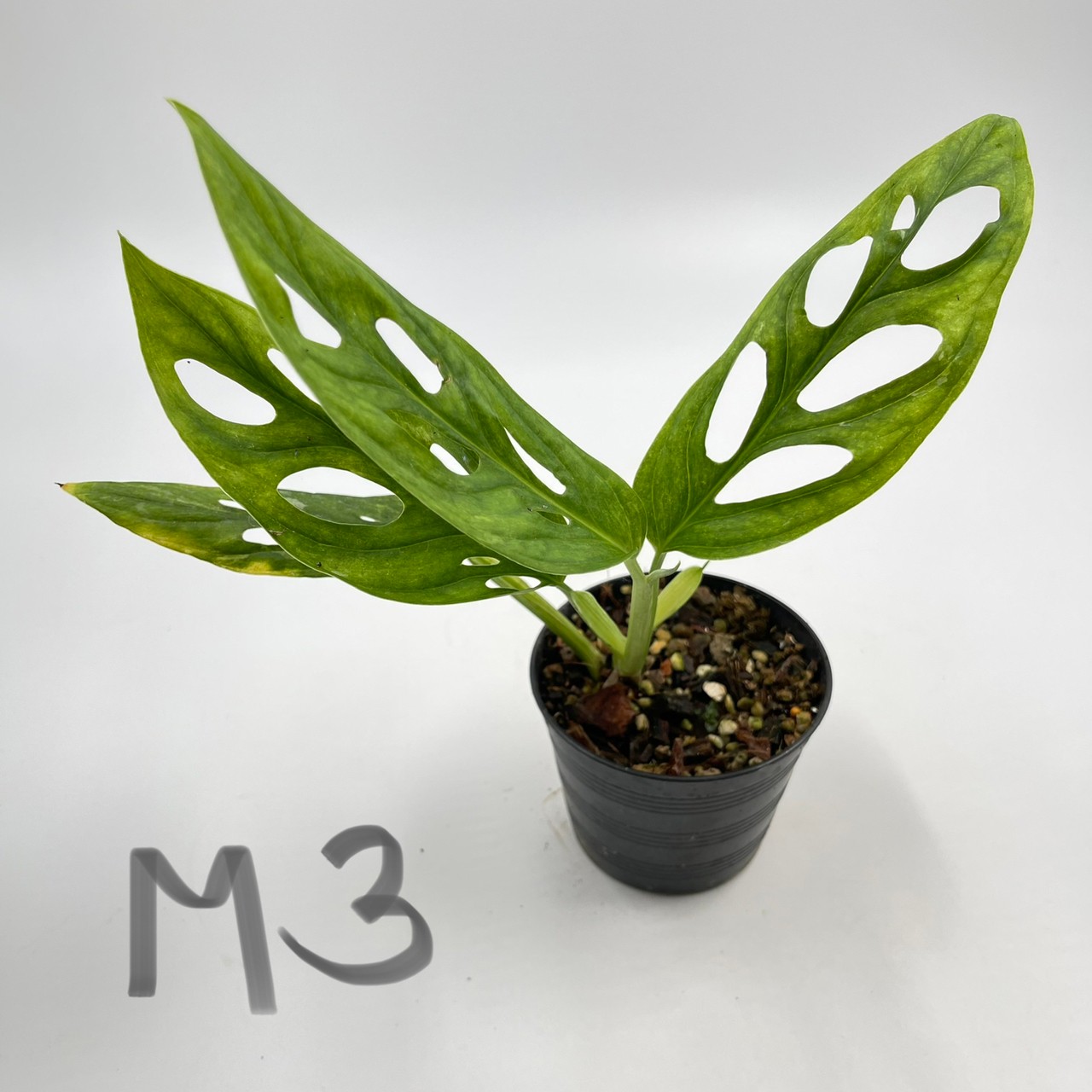  Monstera Adansonii Indonesian Variegated Tonmai 