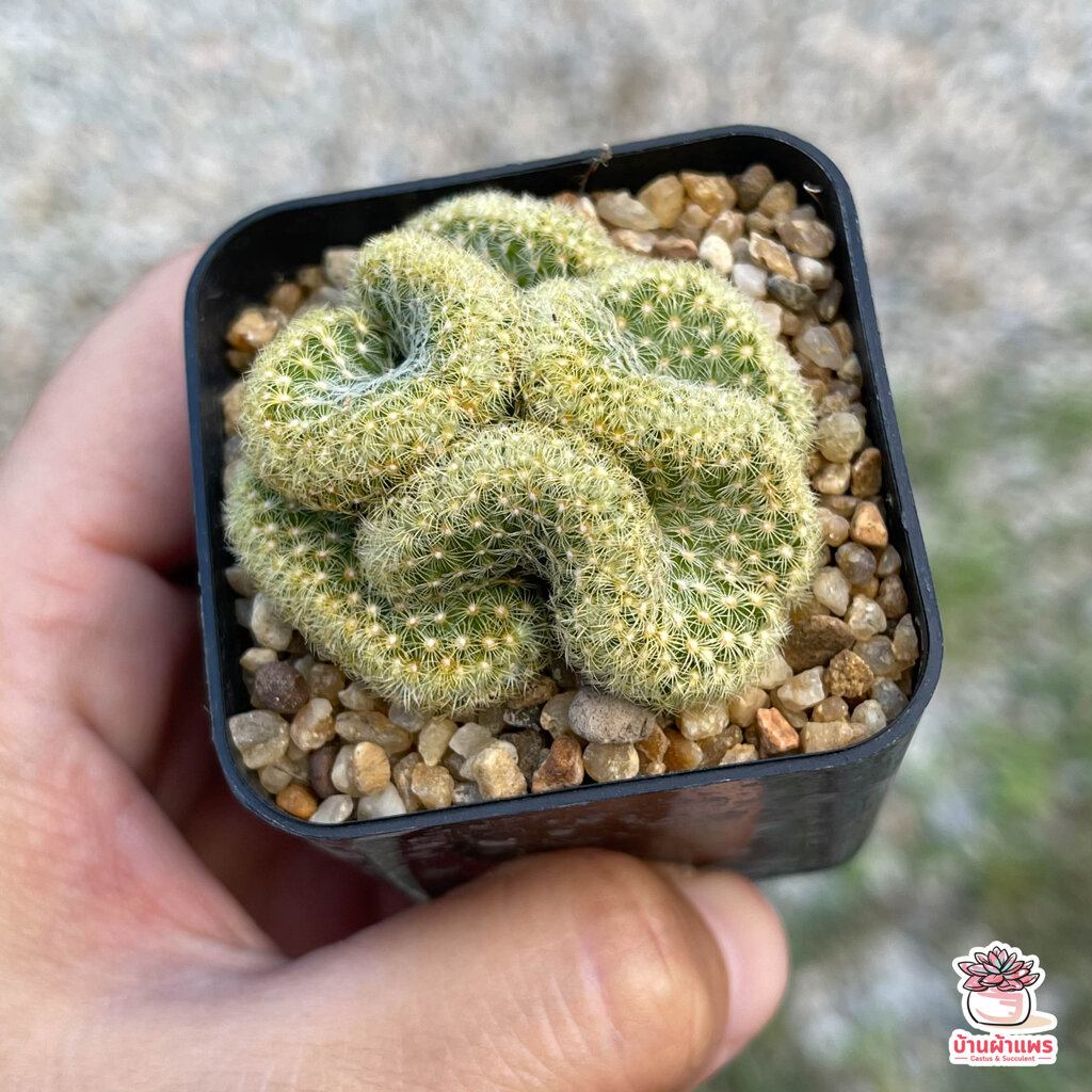 นิ้วทองคริส Mammillaria Elongata cristata กระบองเพชร แคคตัส ไม้อวบน้ำ cactus&succulent