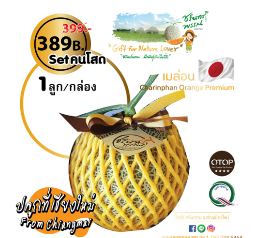 Melon Chiangmai Melon Set คนโสด เมล่อนเชียงใหม่ไร่ชรินทร์เมล่อนญี่ปุ่นจากเชียงใหม่ OTOP พรีเมี่ยม