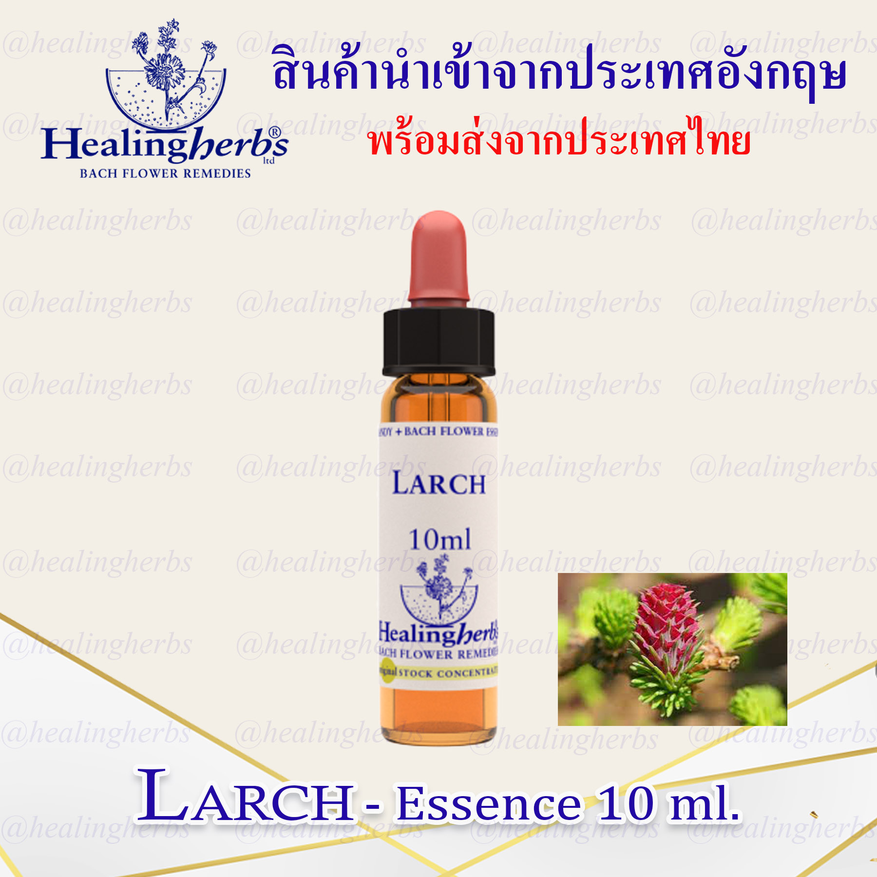 (Larch) Bach Flower Essence (droppler) ขนาด 10 ml. หรือ 30 ml. ของแท้