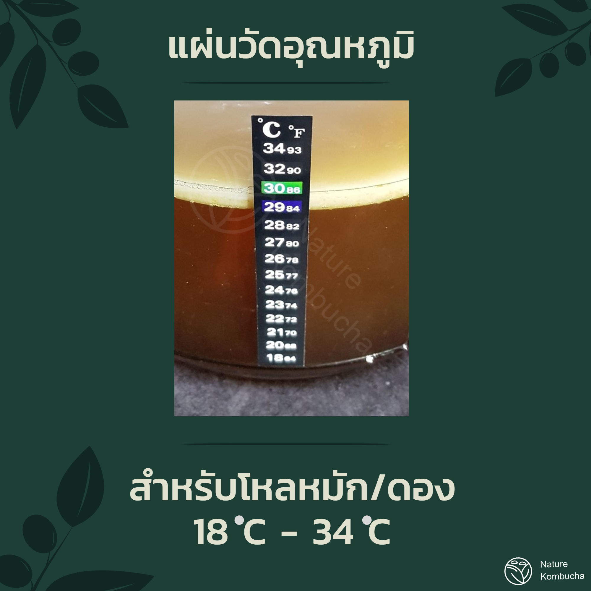 แผ่นวัดอุณหูมิ สำหรับการหมักดอง 18C - 34C | Nature Kombucha Scoby