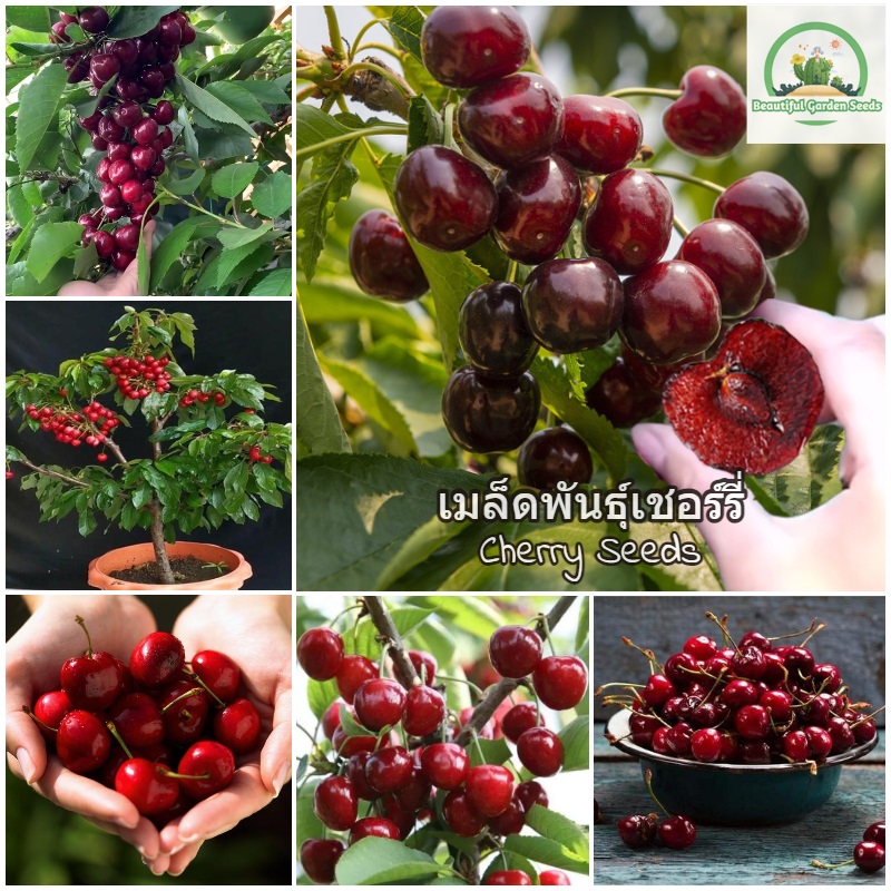 เมล็ดพันธุ์ เชอร์รี่ Sweet Cherry Seeds Fruit Seeds พันธุ์ไม้หายาก ต้นผลไม้ บอนไซ ไม้ประดับ ต้นไม้แคระ พันธุ์ไม้ผล ต้นไม้ประดับ ต้นพันธุ์ผลไม้ เมล็ดดอกไม้ ผักสวนครัว เมล็ดพันธุ์แท้ 100% ปลูกง่าย ปลูกได้ทั่วไทย (แต่ละแพ็คมี 20 เมล็ด - Seeds for planting)
