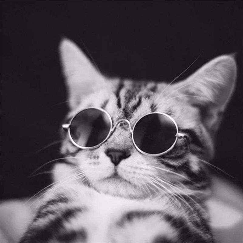 แว่นตาสุดเท่คละสี สำหรับน้องแมวน้องแมว