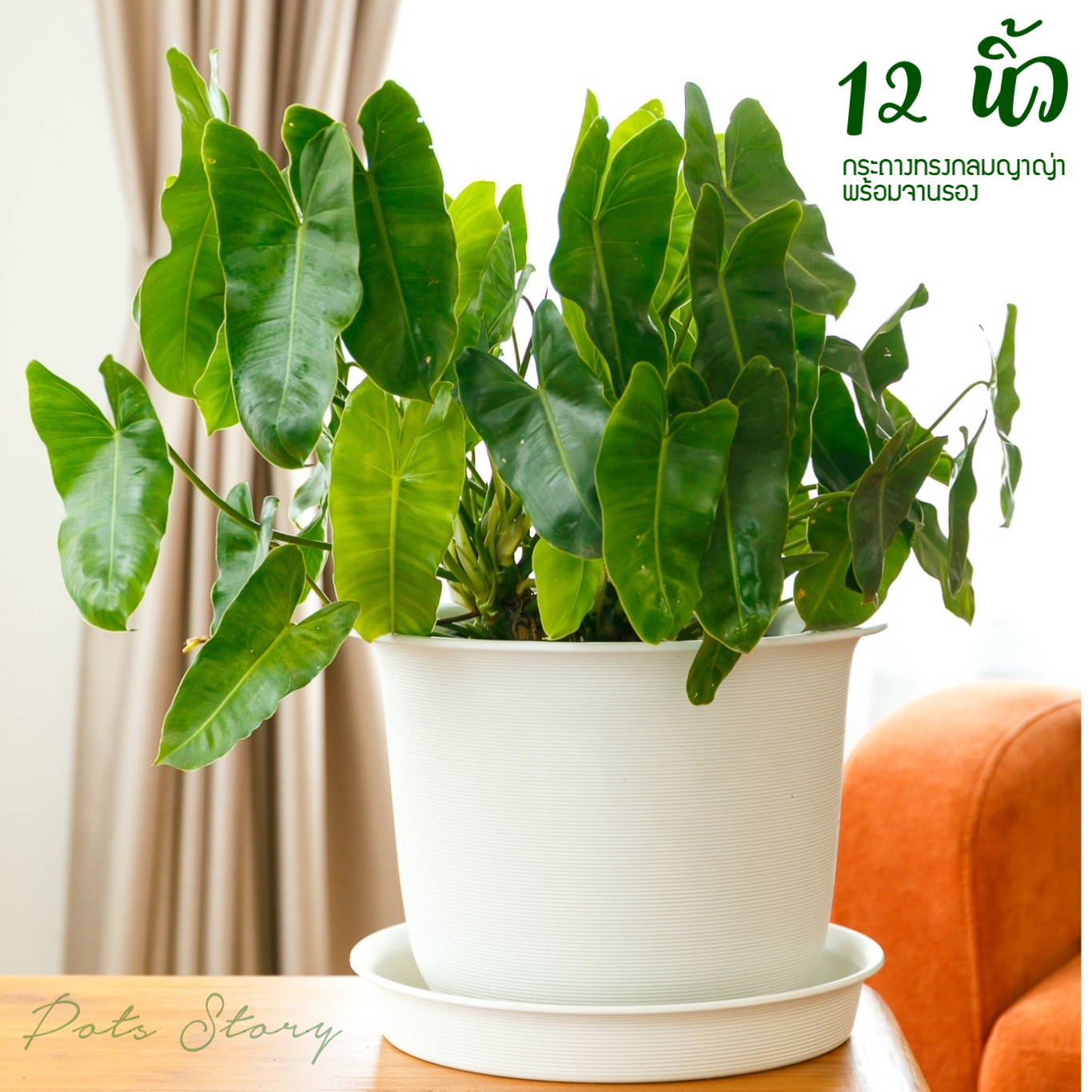12 inches White Tree Pot Minimal style with saucer made by A grade ...