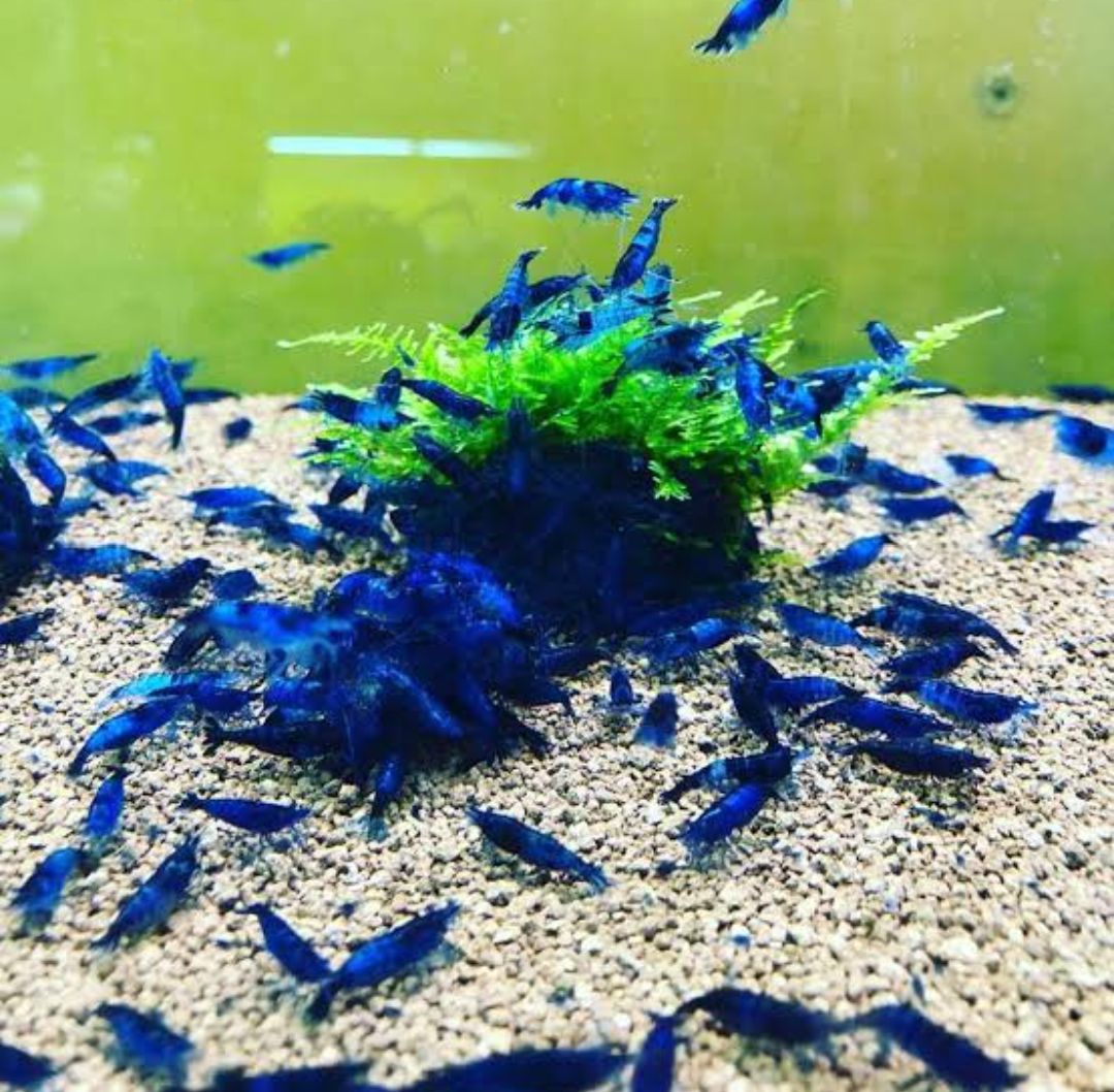 ดรีมบลู กุ้ง-แคระสีน้ำเงิน จำนวน4ตัว(Dream Blue shrimp )มีประกันเครมฟรี พร้อมส่ง by AquaticG