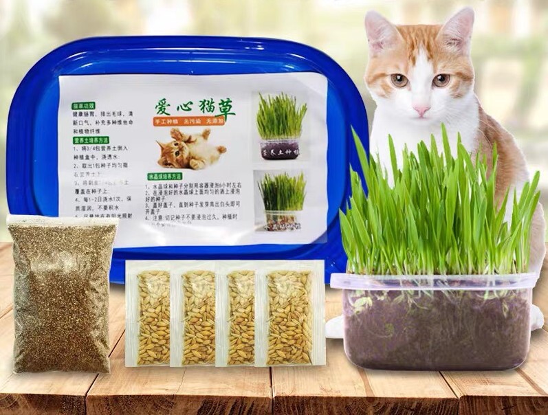 P158หญ้าแมวแบบกล่อง ครบชุดพร้อมปลูก ต้นอ่อนข้าวสาลี ปลอดสารเคมี นำเข้าสดใหม่