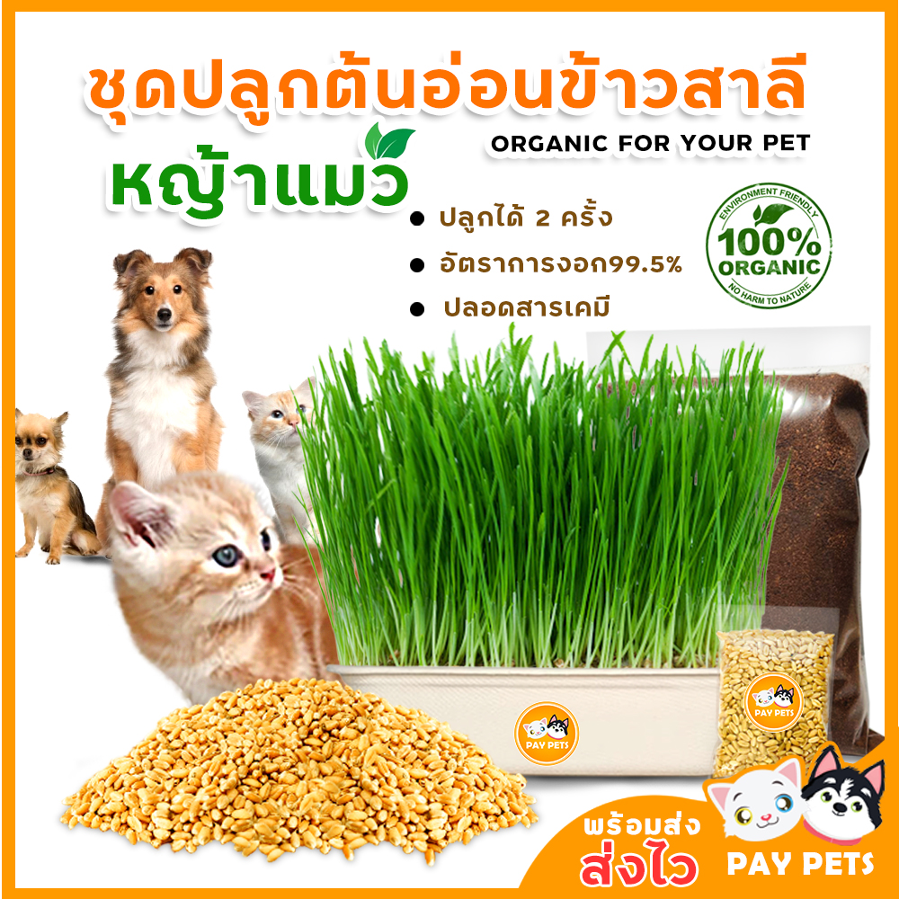 ชุดปลูกต้นอ่อนข้าวสาลี?ซื้อ1แถม1 หญ้าหมา หญ้าแมว หญ้ากระต่าย หญ้าหนู หญ้าฯลฯ Organic Wheat Grass