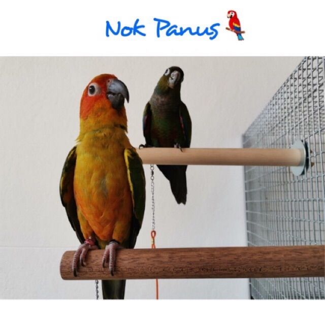 💙ไม้คอน คอนกรงไม้เเท้ ไม้เนื้อเเข็ง ของเล่นนก กระรอก ชูก้า (Parrot paw wood stand)