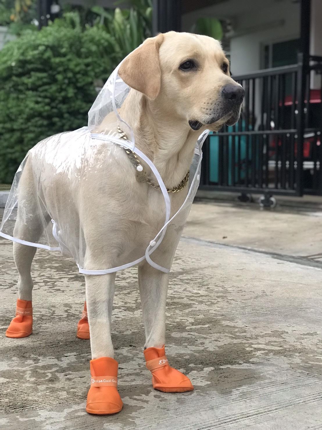 เสื้อกันฝนหมา เสื้อกันฝนแมว เสื้อกันฝนสุนัข กันฝนสำหรับหมาแมว แบบโปรงใส ใส่ง่าย กันน้ำได้ดี รองรับรอบอก 10-36 นิ้ว