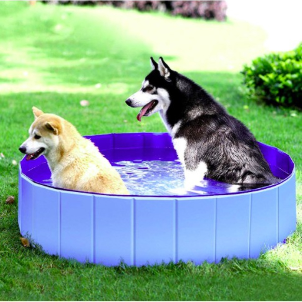 สระน้ำสุนัข สระว่ายน้ำ สระน้ำพับได้ สระว่ายน้ำสัตว์เลี้ยงพับได้  DOG POOL - BLUE