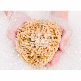 ฟองน้ำธรรมชาติ จากทะเลเมดิเตอร์เรเนียน ชนิด Honeycomb ขนาด XL สีน้ำตาล