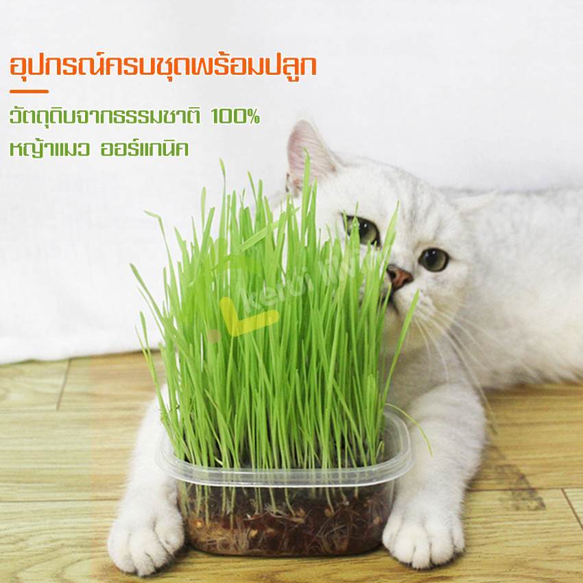 ชุดปลูกต้นข้าวสาลี เมล็ดหญ้าแมว เมล็ดต้นข้าวสาลี ชุดปลูกหญ้าแมว หญ้าแมว ออร์แกนิค สามารถปลูกได้ถึง 5 ครั้ง หญ้าแมวแบบถาด ครบชุด