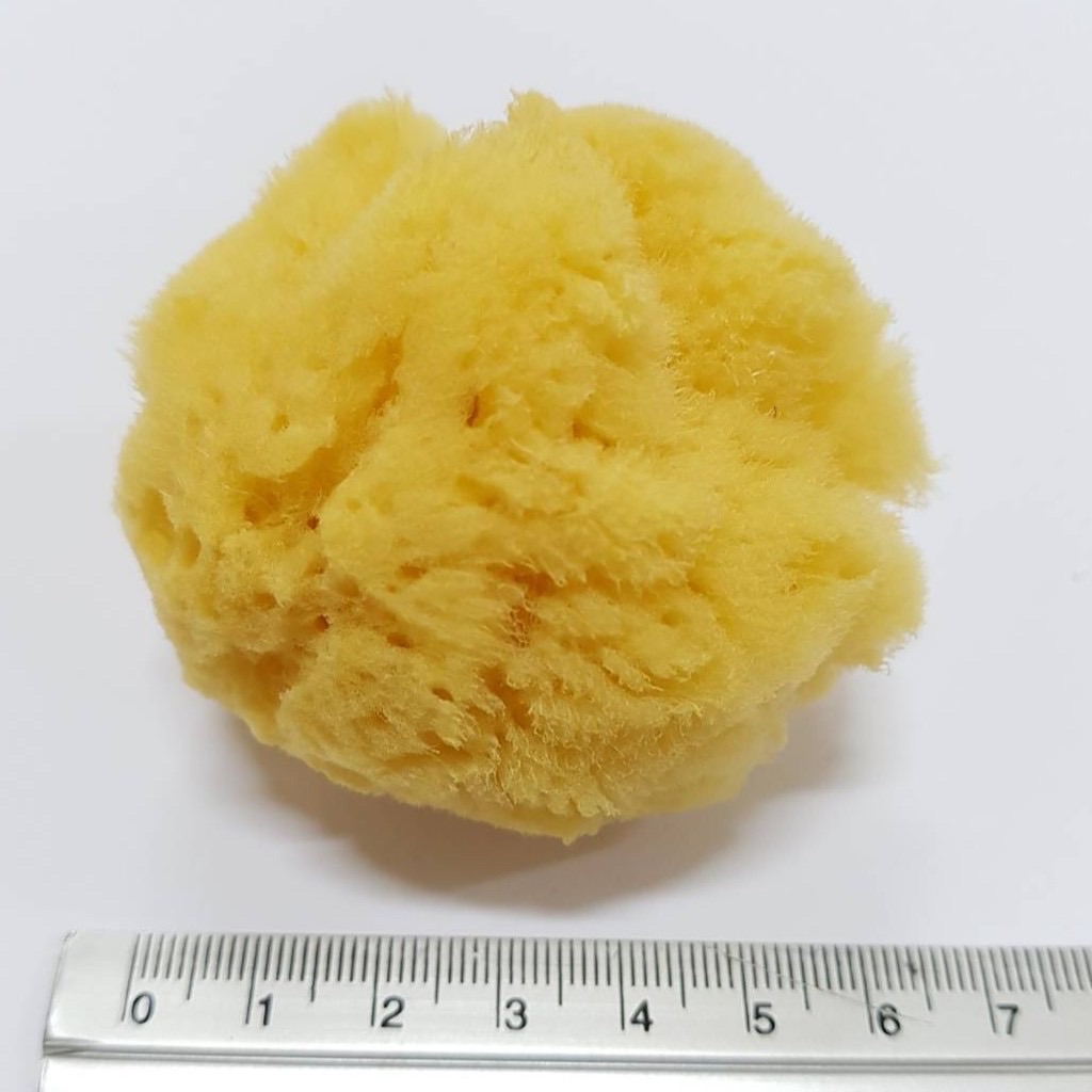 Natural Sponge ฟองน้ำจากธรรมชาติ100% จากทะเลเมดิเตอร์เรเนียน