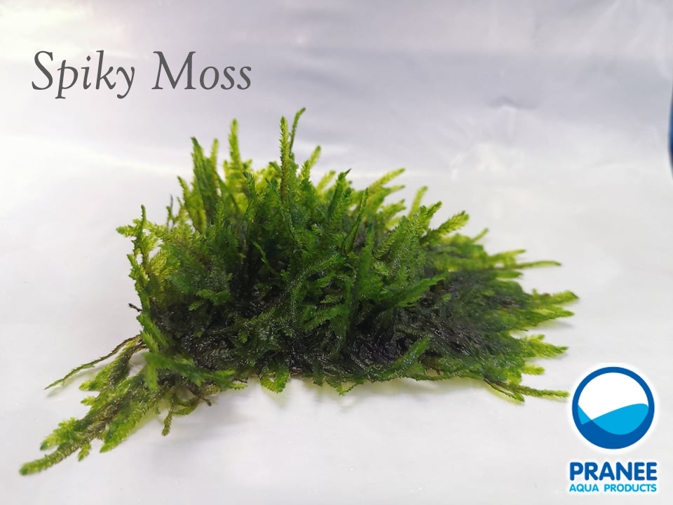Spiky Moss (สไปกี้มอส)