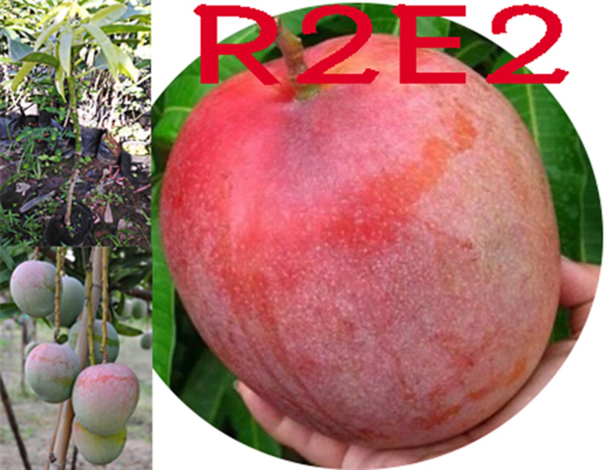 ต้นมะม่วงR2E2 หรือ มะม่วงแอปเปิ้ล เสียบยอดโตเร็ว ผลใหญ่ แผลแห้งสนิท ลูกดก รับประกันพันธุ์แท้สินค้ามีพร้อมจัดส่ง | Lazada.co.th