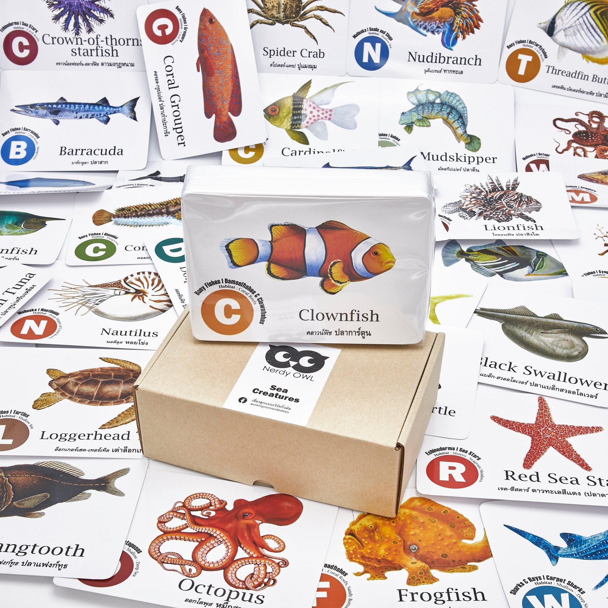 แฟลชการ์ด สัตว์ใต้ทะเล Flash Cards Sea Creatures บัตรคำ การ์ดคำศัพท์ เนิร์ดดี้อาว (Nerdy Owl) จำนวนใบมากที่สุด 108 ใบ ของเล่นเสริมพัฒนาการ