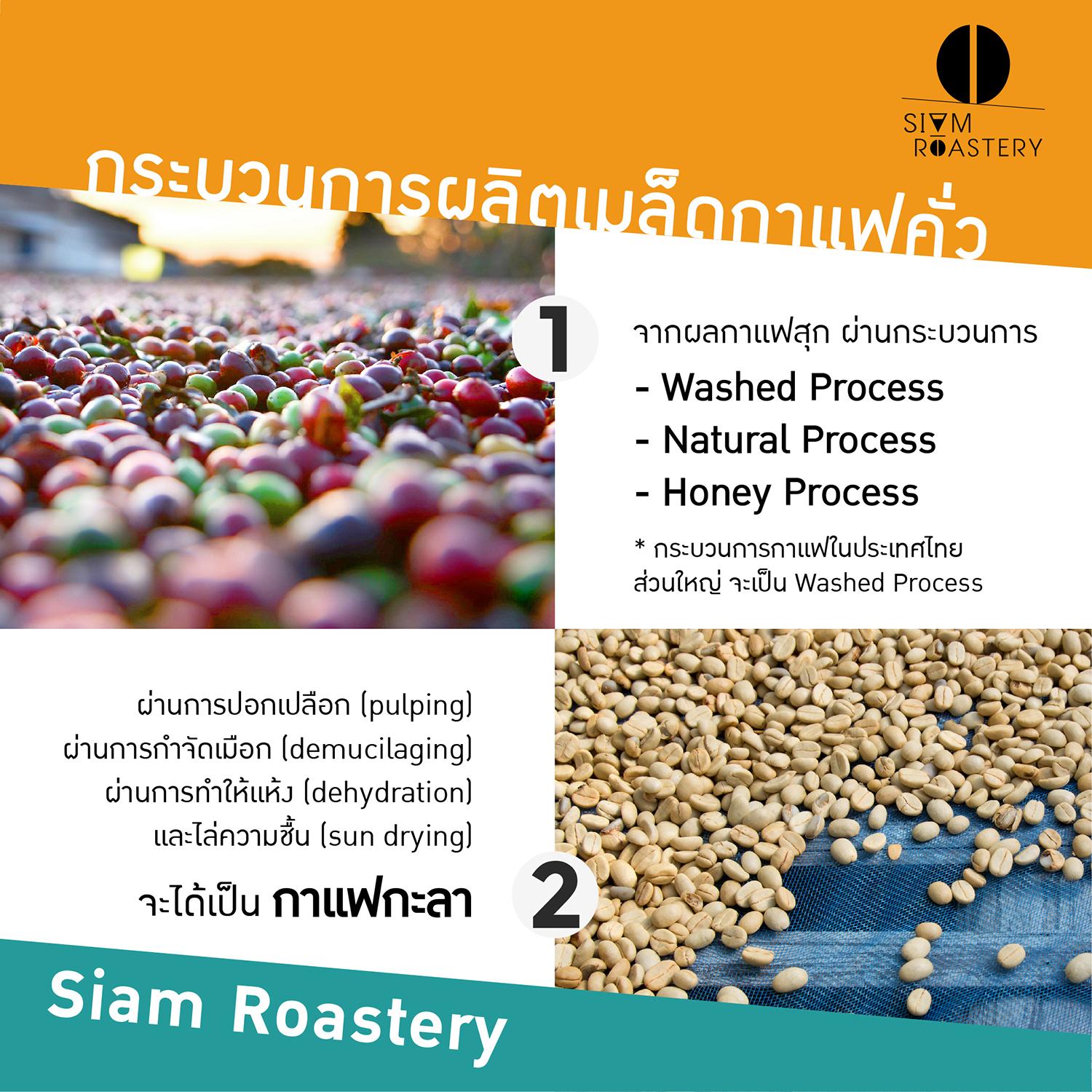 เมล็ดกาแฟดอยช้าง Doi Chang กาแฟดอยช้าง Washed Process คั่วกลาง 1kg ...