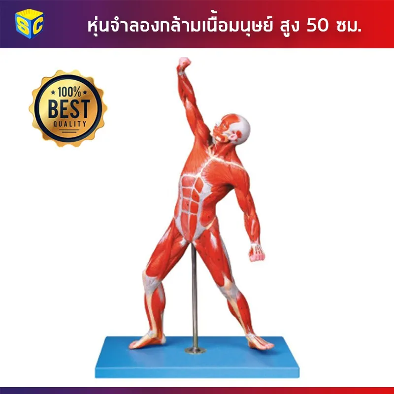 Best saller หุ่นจำลองกล้ามเนื้อมนุษย์ เพศชาย สูง 50 ซม. อุปกรณ์วิทย์ ph meter กระดาษ ph เคมีภัณฑ์ อาหารเลี้ยงเชื้อจุลินทรีย์ beaker refractro meter PH test paper Mercury thermometer scitific intrument เครื่องแก้ว beaker หุ่นจำลอง centrifuge tube centrifug