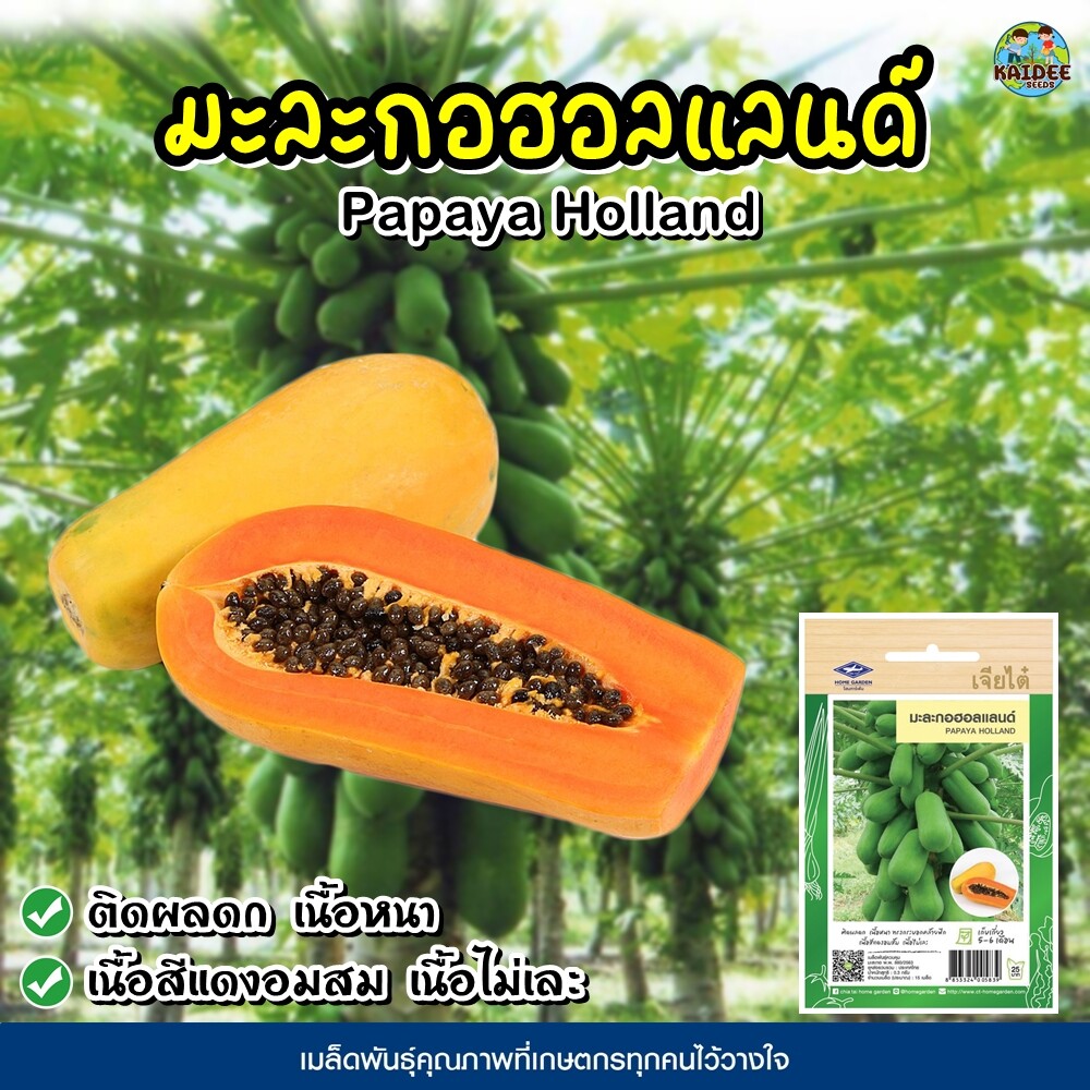 เมล็ดมะละกอฮอลแลนด์ ตราเจียไต๋ Papaya Holland เมล็ดมะละกอ เมล็ดพันธฺุ์มะละกอ