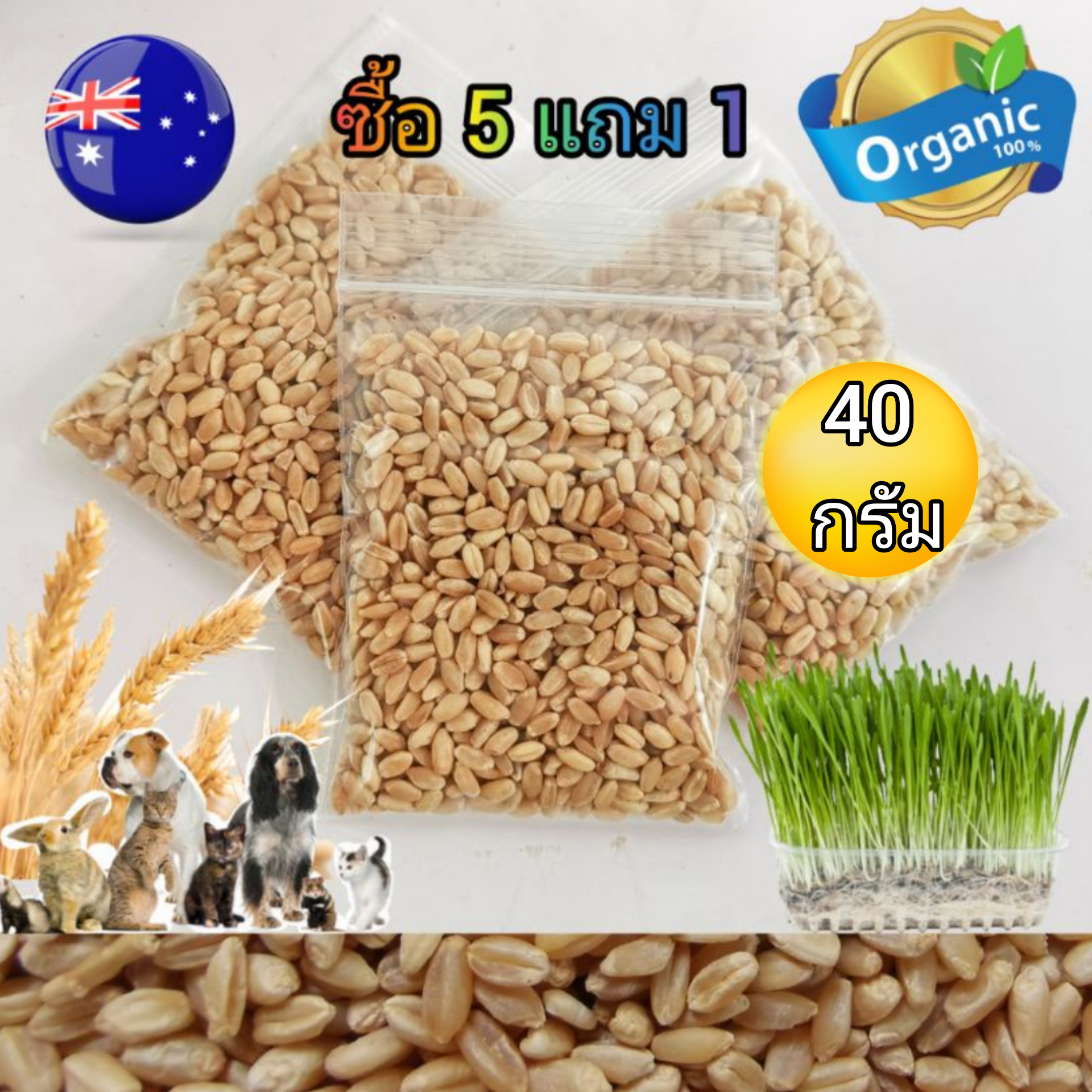 40 กรัม X 5 ถุง (แถม 1) ได้ถึง 6 ถุง เมล็ดข้าวสาลีเกรดนำเข้า ราคาถูก Australian Wheat หญ้าแมว อัตราการงอกสูง