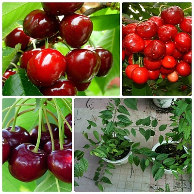 10H - #Hạt_Giống_Quả_Cherry (Tặng kèm kích mầm phân bón)
