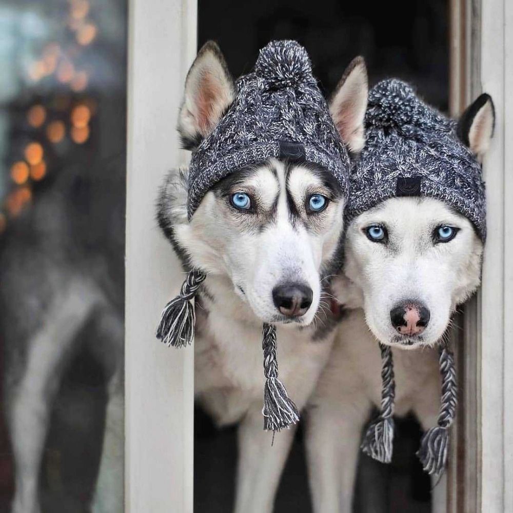NSSDG สำหรับสุนัขขนาดเล็กและขนาดกลาง Windproof เสื้อผ้าคริสต์มาส Warm Bulldog หมวกถักหมวกสัตว์เลี้ยงอุปกรณ์เสริมสุนัขหมวก