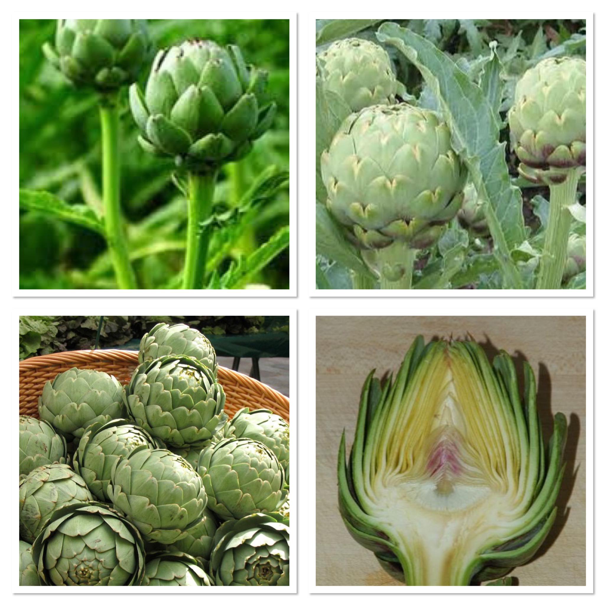 เมล็ดพันธุ์ อาติโช้ค สีเขียว (Green Globe Artichoke Seed) บรรจุ 25