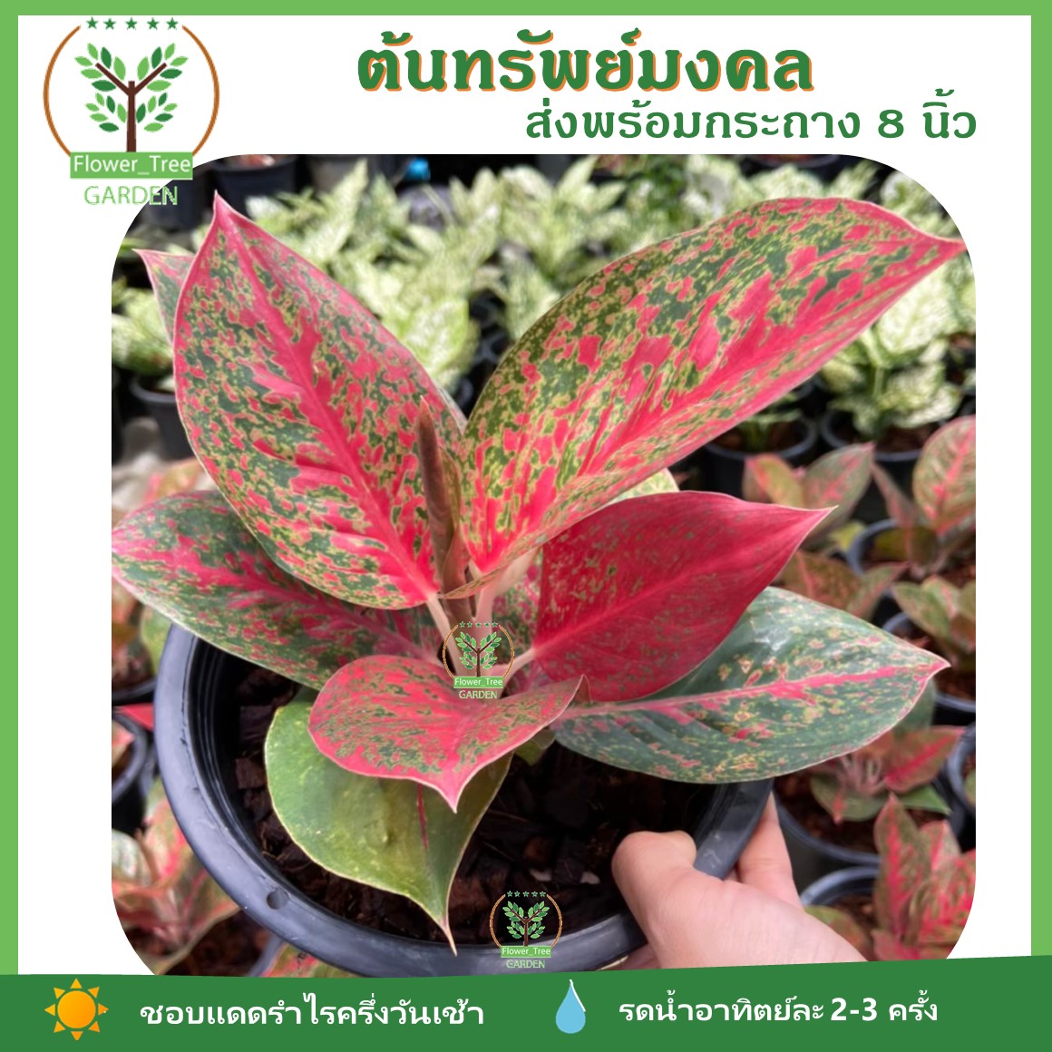 ต้นทรัพย์มงคล ไม้มงคล สีแดง ขายดีและเป็นที่นิยม ในกระถาง 6-8 นิ้ว ไม้ฟอกอากาศ  ปลูกในที่แดดรำไร - Flower_Tree_Garden - Thaipick