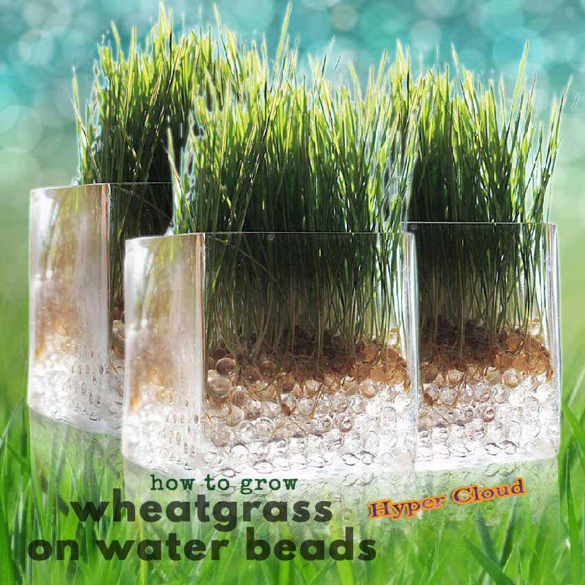 Pet Organic Grass ชุดปลูกต้นอ่อนข้าวสาลี ออร์แกนิค หญ้าแมว ข้าวสาลีแมว  (Seeds + Jelly Bell + Cups +) 15g (3 ถุง)