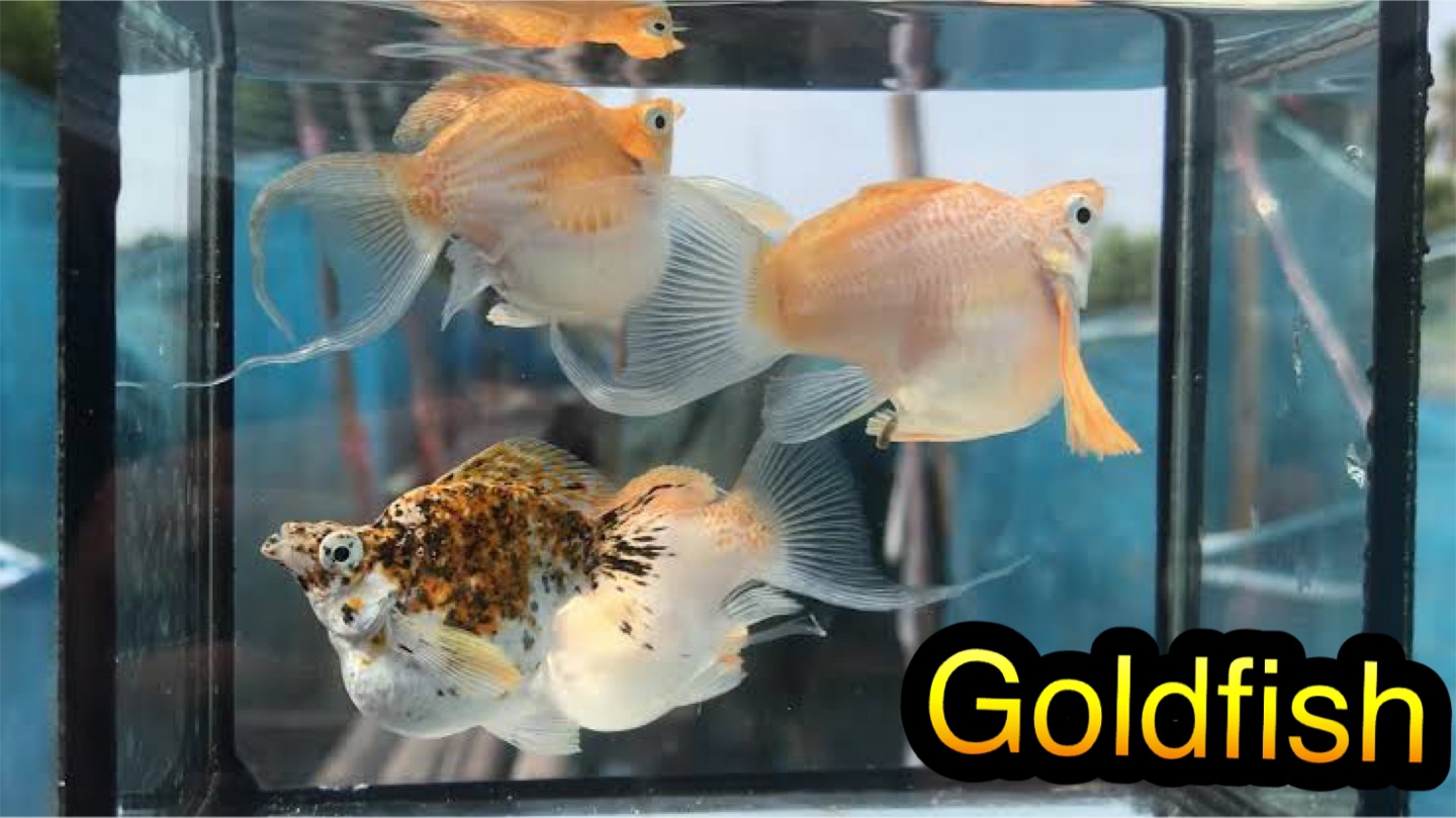 Goldfish99 อาหารปลาปลาบอลลูนสโนไวท์พันยักษ์แท้ ไซร้ใหญ่ เซ็ท1คู่ มี ...