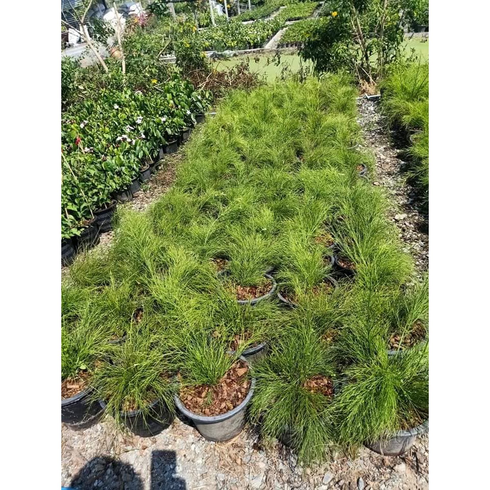 อัลบั้ม 94+ ภาพพื้นหลัง ประทัดจีน ราคา อัปเดต อัลบั้ม 94+ ภาพพื้นหลัง ประทัดจีน ราคา อัปเดต