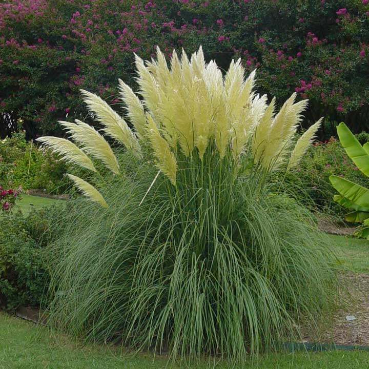 100 เมล็ดหญ้า หญ้าภูเขา หญ้าแพมพัส Pampas grass แปมปัส นำเข้าจาก USA