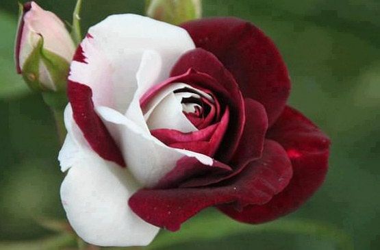 30 เมล็ด เมล็ดพันธุ์ กุหลาบ สีแดง-ขาว Rose Seeds ดอกใหญ่ นำเข้าจากต่างประเทศ พร้อมคู่มือ เมล็ดสด ใหม่