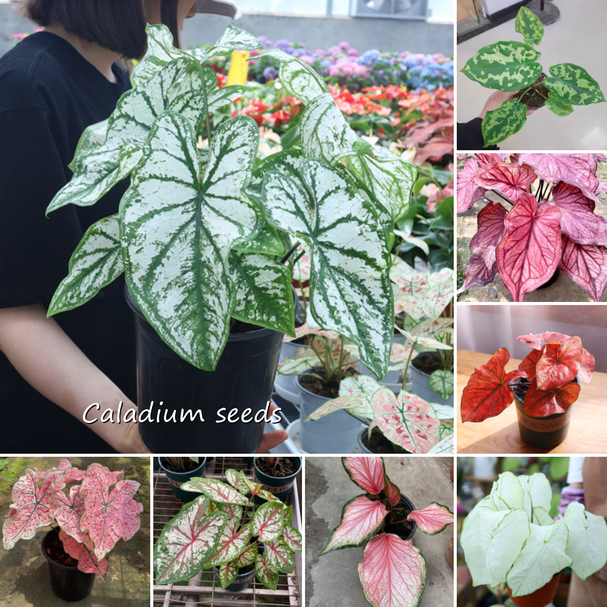 บอนสี 100 แคปซูล เมล็ดพันธุ์ สีผสม Caladium Seeds พันธุ์ไม้ดอก เมล็ด พันธุ์ไม้หายาก ต้นไม้ฟอกอากาศ ต้นไม้มงคล เมล็ดดอกไม้ ไม้ประดับ บอนสี Coleus Plants Seeds เมล็ดบอนสี ของแต่งสวน ดอกไม้ตกแต่ง ต้นดอกไม้สวยๆ