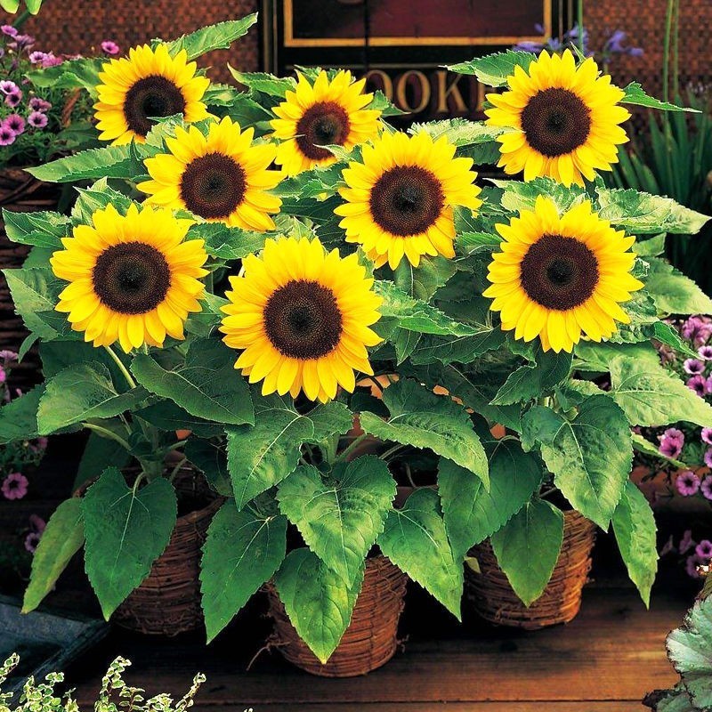 เมล็ดพันธุ์ ทานตะวันแคระ 50 เมล็ด Big Smile Sunflower Seed เมล็ดพันธุ์