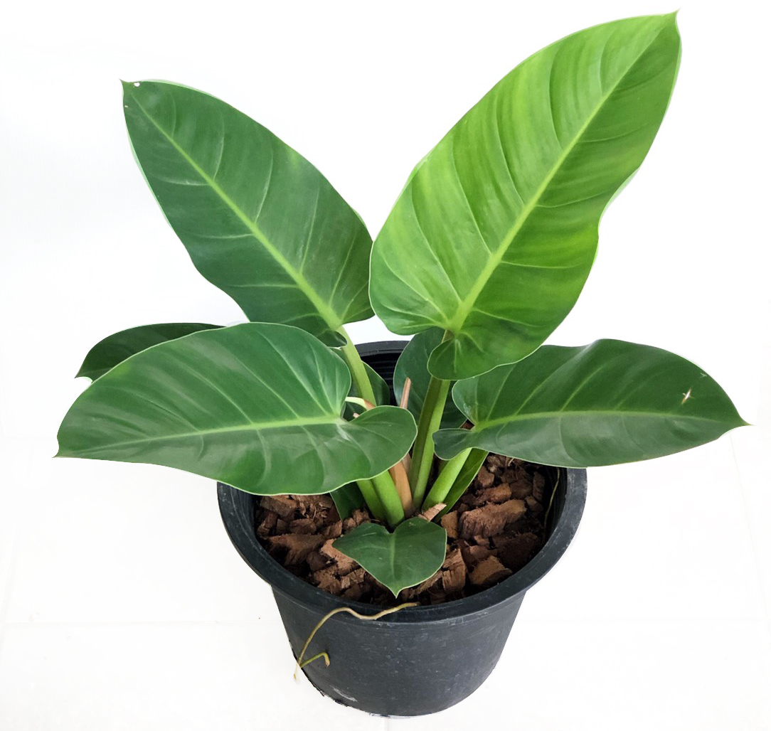 ต้นเศรษฐีรวยทรัพย์ (Philodendron sp. ‘Ruaysap’) - HOM shop - ThaiPick