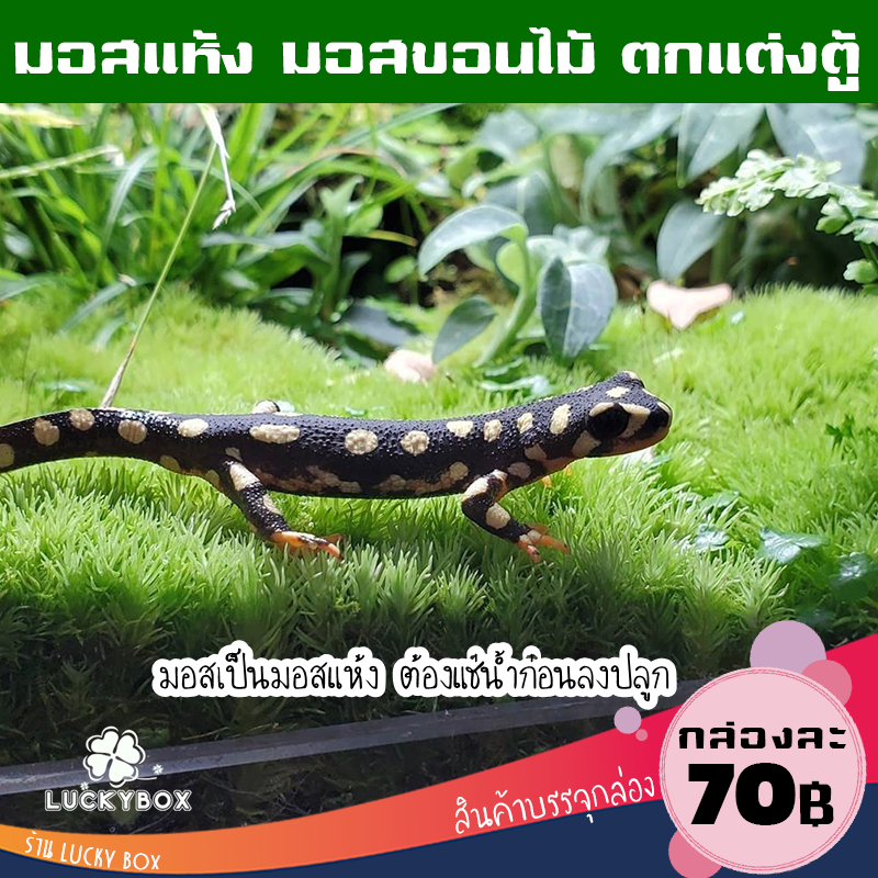 มอสแห้ง มอสขอนไม้ ตกแต่งตู้สัตว์เลี้ยง Exotic กล่องละ 70 บาท Vivarium Exotic pet