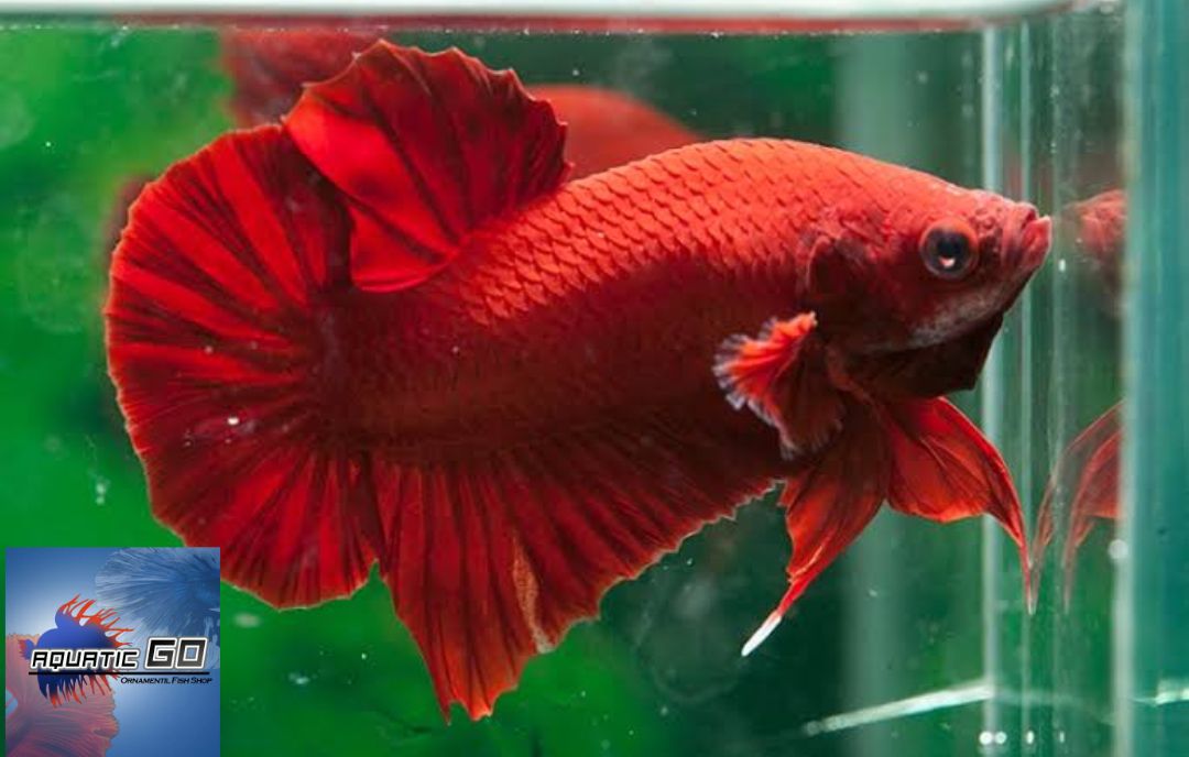 หม้อกัดแฟนซีแดง ปลา-กัดซุปเปอร์เรด(Super Red) คัดเกรดสวย มีประกัน พร้อมส่งทุกวัน By AquaticGo