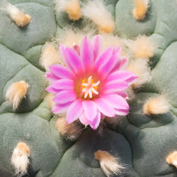 Lophophora Seeds 10Seeds/Pack เมล็ดโลโฟ ผสม | Lazada.co.th